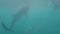 People swimming and feeding wild whale shark in open sea water. Underwater view whale shark eating feed and swimming