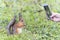 people taking photo of red squirrel eats in park