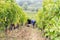 People team cutting the grapes during harvesting time