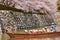 People in a tourist boat admiring cherry blossoms in Himeji, Japan