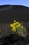 People Tourists Hiking on Inferno Cone at Craters of the Moon National Monument Yellow Sage Blossoms