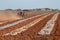 People with tractor harrowing the field during cultivation agriculture works