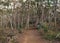 People Trailing Knobby Eucalyptus Tree Forest SA Australia