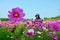 People travel and portrait in Cosmos Flowers Field of Jim Thompson Farm