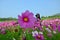 People travel and portrait in Cosmos Flowers Field of Jim Thompson Farm