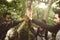 People Trekking in a forest