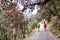 People trekking through a scenic trail with Rhododendron flower in Nepal