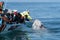 People trying to touch gray whale during whale watching tour in the bay