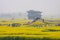 People with umbrellas, rainy season in Qiandao rape field, China