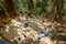 People under big banyan tree in Arambol. Goa