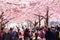 People under blooming cherry trees