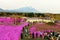 people visit Fuji Shibazakura