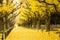 People visit yellow ginkgo trees and yellow ginkgo leaves at Ginkgo avenue.