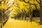 People visit yellow ginkgo trees and yellow ginkgo leaves at Ginkgo avenue.