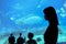 People are visiting marine life in the Whale Shark Aquarium at Chimelong Ocean Kingdom