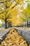 People waling in the walk way covered by the ginkgo root leaves