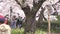 People walk at Chidorigafuchi in Tokyo to view sakuracherry blossom.