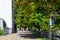 People walk on a pedestrian street under green magnolias