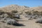 People walk on the sand of the Mojave Desert