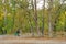 People walk under the big trees.