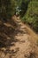 People walking along dirt path amid bushes and trees