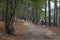 People walking along a dirty footpath in the forest surrounded by brown fallen autumn leaves and tall lush green trees
