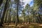 People walking in cedar wood in Morocco near Azrou and Ifrane