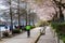 People walking and cycling on downtown seawall in springtime. Yaletown dock marina row of cherry blossoms in full bloom.