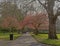 People walking on a lane with cherry blossom  trees in Stephen`s Green park, Dublin