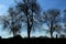 people walking outdoors between trees