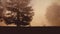 People Walking In Park On Misty Day