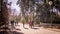 People are walking at Quinta de los Molinos park in spring in Madrid, Spain