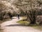 People walking and riding bicycles on bike path, blooming juneberry trees, Amelanchier lamarkii, in Zuiderheide nature reserve,
