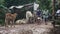  People are walking and riding on a wet and muddy path road. Cows and calf standing on the side