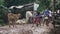 People are walking and riding on a wet and muddy path road. Cows and calf standing on the side