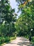 People walking on the shady road