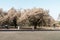 People walking in Shinjuku Gyoen National Garden with cherry blossoms