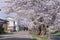 People walking and sightseeing a tunnel of full blooming cherry blossom trees