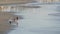 People walking strolling. Pacific ocean, sea water wave. Beachfront vacations resort. California USA