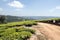 People walking between tea plantations in Tanzania.