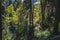 People walking up and down multiple mountain paths in mountain forest