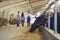 People warmers in uniform and rubber boots walking along stalls with cows and bulls