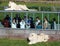 People watch lion in the glass tunnels