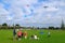 People watching kites fly during Matariki holiday, New Zealand