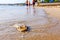 People are watching young dead stingray in shallow sea water