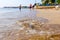 People are watching young dead stingray in shallow sea water