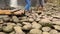 People on waterfall crossing a dangerous slippery bamboo bridge across mountain river. Adventure in the jungle on river