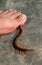 People were bitten by a centipede on their feet