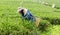 People were picking tea leaves at a tea plantation