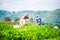 People were picking tea leaves at a tea plantation.